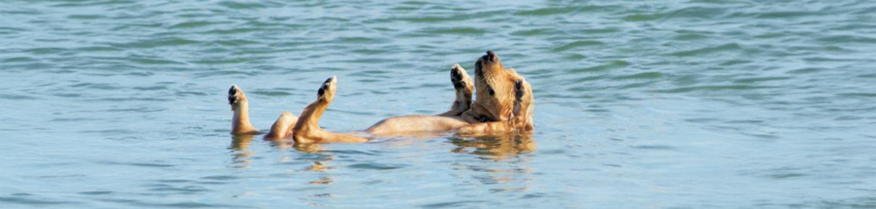 10 The Ovens River at the end of the street