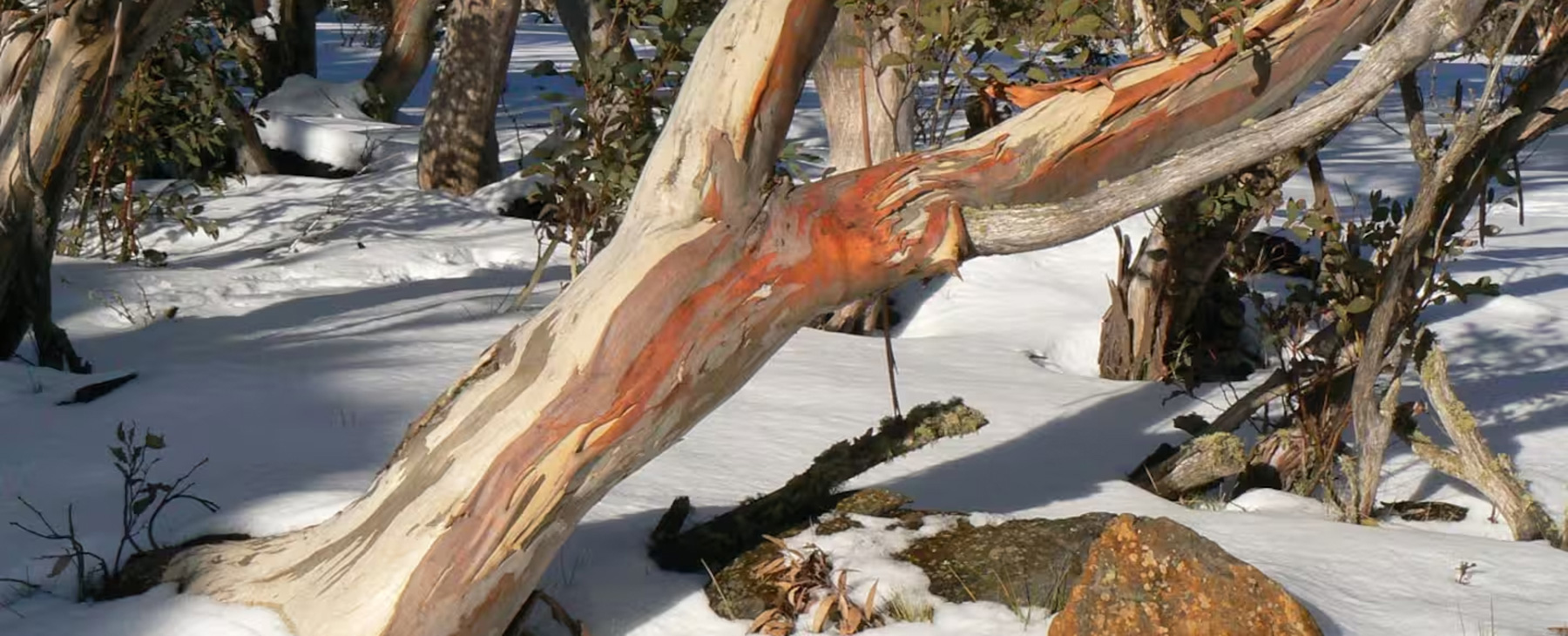 23.--Ski-at-either-Mt-Buffalo,-Hotham-or-Falls-Creek