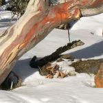 16-Mt-Buffalo---45-minutes-to-the-top.--Or-you-can-go-to-Mt-Hotham-or-Falls-Creek-for-more-skiiing