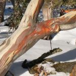 23.--Ski-at-either-Mt-Buffalo,-Hotham-or-Falls-Creek