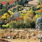 12-Our-valley.--The-most-beautiful-in-Victoria